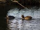 Click image for larger version. 

Name:	SH5284 -1011 10-Coot pair - Fulica_atra.jpg 
Views:	194 
Size:	328.7 KB 
ID:	16302