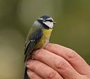 Click image for larger version. 

Name:	blue_tit_PB148890.jpg 
Views:	288 
Size:	85.9 KB 
ID:	16343