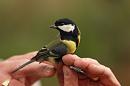 Click image for larger version. 

Name:	great_tit_PB148850.jpg 
Views:	264 
Size:	67.2 KB 
ID:	16344
