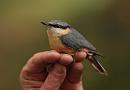 Click image for larger version. 

Name:	nuthatch_PB148924.jpg 
Views:	280 
Size:	103.2 KB 
ID:	16348