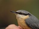 Click image for larger version. 

Name:	nuthatch_PB148939.jpg 
Views:	265 
Size:	163.1 KB 
ID:	16354