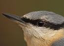 Click image for larger version. 

Name:	nuthatch_eye_PB148939.jpg 
Views:	287 
Size:	177.8 KB 
ID:	16355