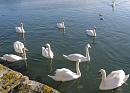 Click image for larger version. 

Name:	Mute Swans 2.JPG 
Views:	235 
Size:	427.9 KB 
ID:	16386