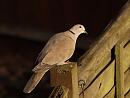 Click image for larger version. 

Name:	collared_dove_PB239078.jpg 
Views:	198 
Size:	221.1 KB 
ID:	16393