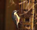 Click image for larger version. 

Name:	nuthatch_PB239055.jpg 
Views:	183 
Size:	178.4 KB 
ID:	16395