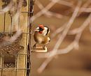 Click image for larger version. 

Name:	goldfinch_PB239081.jpg 
Views:	190 
Size:	80.2 KB 
ID:	16396