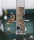 Click image for larger version. 

Name:	16. Nuthatch.JPG 
Views:	220 
Size:	369.7 KB 
ID:	16422