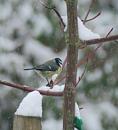 Click image for larger version. 

Name:	11. Blue Tit.JPG 
Views:	215 
Size:	321.7 KB 
ID:	16423