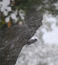 Click image for larger version. 

Name:	12. Great Spotted Woodpecker.JPG 
Views:	204 
Size:	360.6 KB 
ID:	16424
