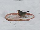 Click image for larger version. 

Name:	14. eating mealworms and suet treatsRobin.JPG 
Views:	397 
Size:	364.7 KB 
ID:	16426
