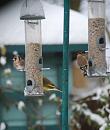 Click image for larger version. 

Name:	15. Finches on feeders.JPG 
Views:	216 
Size:	375.1 KB 
ID:	16427