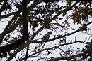 Click image for larger version. 

Name:	1. Buzzard and Magpie in the Oak tree.JPG 
Views:	201 
Size:	571.8 KB 
ID:	16468