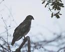 Click image for larger version. 

Name:	3. Buzzard silhouette.JPG 
Views:	250 
Size:	340.3 KB 
ID:	16470