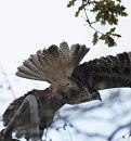 Click image for larger version. 

Name:	5. Buzzard flies off.JPG 
Views:	201 
Size:	319.7 KB 
ID:	16472