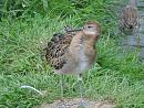 Click image for larger version. 

Name:	a non breeding ruff.jpg 
Views:	268 
Size:	253.5 KB 
ID:	1651