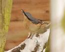 Click image for larger version. 

Name:	nuthatch_PC209269.jpg 
Views:	179 
Size:	47.2 KB 
ID:	16529