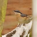 Click image for larger version. 

Name:	Nuthatch_PC209270.jpg 
Views:	179 
Size:	57.4 KB 
ID:	16530
