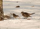 Click image for larger version. 

Name:	fieldfare_PC269938.jpg 
Views:	293 
Size:	96.9 KB 
ID:	16550