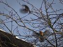 Click image for larger version. 

Name:	SH6129 -101226-Territorial Robins.jpg 
Views:	201 
Size:	499.6 KB 
ID:	16552