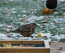 Click image for larger version. 

Name:	Mistle Thrush 2.JPG 
Views:	204 
Size:	542.4 KB 
ID:	16556