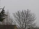 Click image for larger version. 

Name:	SH6235 -1012 28-Flock of Redwings - Turdus iliacus.jpg 
Views:	205 
Size:	329.2 KB 
ID:	16564