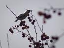 Click image for larger version. 

Name:	SH6319 -1012 28-Waxwing in Reading.jpg 
Views:	215 
Size:	295.6 KB 
ID:	16571