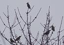 Click image for larger version. 

Name:	SH6390 -1012 28-Redwing Waxwing.jpg 
Views:	204 
Size:	293.3 KB 
ID:	16572