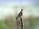 Click image for larger version. 

Name:	Wheatear female.jpg 
Views:	186 
Size:	302.5 KB 
ID:	1658