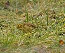 Click image for larger version. 

Name:	yellowhammer_P1010315.jpg 
Views:	224 
Size:	134.3 KB 
ID:	16587