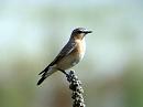 Click image for larger version. 

Name:	wheatear female 2.jpg 
Views:	197 
Size:	295.9 KB 
ID:	1659