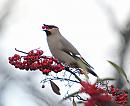 Click image for larger version. 

Name:	waxwing_P1141433.jpg 
Views:	264 
Size:	95.5 KB 
ID:	16641