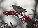 Click image for larger version. 

Name:	waxwing_P1141445.jpg 
Views:	290 
Size:	100.1 KB 
ID:	16642