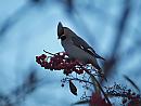 Click image for larger version. 

Name:	waxwing_P1141512.jpg 
Views:	255 
Size:	67.3 KB 
ID:	16643