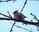 Click image for larger version. 

Name:	waxwing_P1141331.jpg 
Views:	267 
Size:	68.0 KB 
ID:	16644