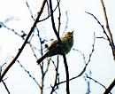 Click image for larger version. 

Name:	chiffchaffx.jpg 
Views:	187 
Size:	353.7 KB 
ID:	1665