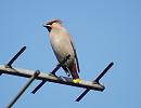 Click image for larger version. 

Name:	waxwing_aerial_P2031823.jpg 
Views:	221 
Size:	78.3 KB 
ID:	16679