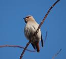 Click image for larger version. 

Name:	waxwing_P2031809.jpg 
Views:	205 
Size:	113.2 KB 
ID:	16680