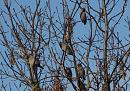 Click image for larger version. 

Name:	waxwings_P2031863.jpg 
Views:	232 
Size:	210.8 KB 
ID:	16681