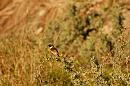 Click image for larger version. 

Name:	Female Stonechat.jpg 
Views:	401 
Size:	269.4 KB 
ID:	16686