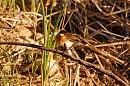 Click image for larger version. 

Name:	Stonechat.jpg 
Views:	403 
Size:	344.3 KB 
ID:	16690