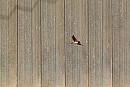 Click image for larger version. 

Name:	House Martin.jpg 
Views:	394 
Size:	261.7 KB 
ID:	16704