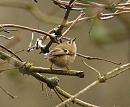 Click image for larger version. 

Name:	goldcrest_P2132172.jpg 
Views:	202 
Size:	87.8 KB 
ID:	16726