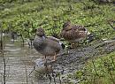 Click image for larger version. 

Name:	pair_of_Gadwall_P2132015.jpg 
Views:	201 
Size:	185.4 KB 
ID:	16728