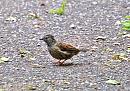 Click image for larger version. 

Name:	Young Dunnock.JPG 
Views:	179 
Size:	191.2 KB 
ID:	1674