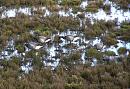 Click image for larger version. 

Name:	2. Brent Geese on the scrape.JPG 
Views:	450 
Size:	588.6 KB 
ID:	16742