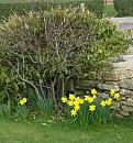 Click image for larger version. 

Name:	Daffodils and House Sparrows.JPG 
Views:	367 
Size:	542.9 KB 
ID:	16745