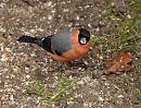 Click image for larger version. 

Name:	bullfinch_P2212251.jpg 
Views:	198 
Size:	140.0 KB 
ID:	16752