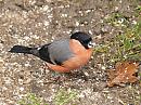 Click image for larger version. 

Name:	bullfinch_P2212259.jpg 
Views:	210 
Size:	139.2 KB 
ID:	16753