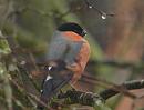 Click image for larger version. 

Name:	bullfinch_P2212295.jpg 
Views:	211 
Size:	91.1 KB 
ID:	16754