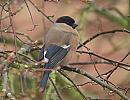 Click image for larger version. 

Name:	bullfinch_P2212307.jpg 
Views:	208 
Size:	126.4 KB 
ID:	16755